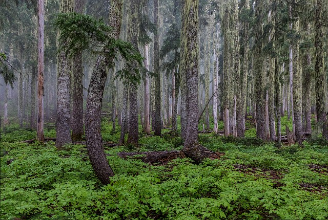 Forest 19-4991a.jpg